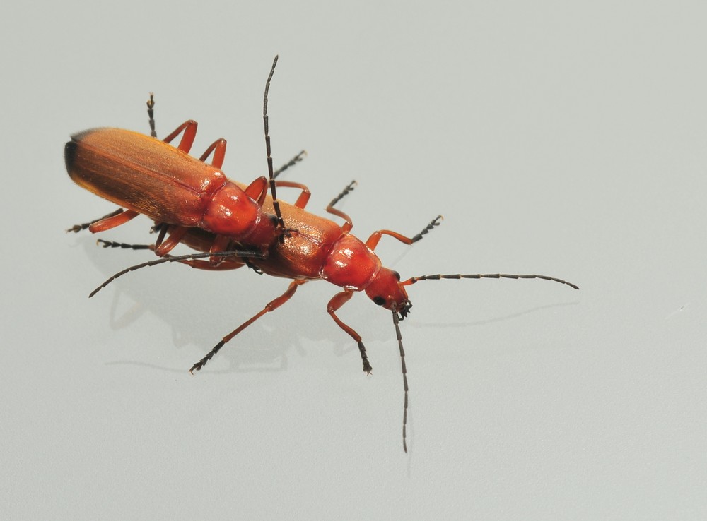 Cantharis livida