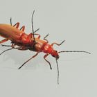 Cantharis livida