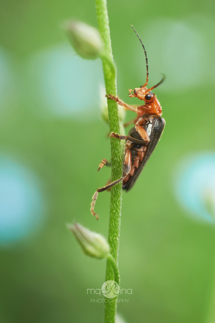 Cantharis livida