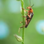 Cantharis livida