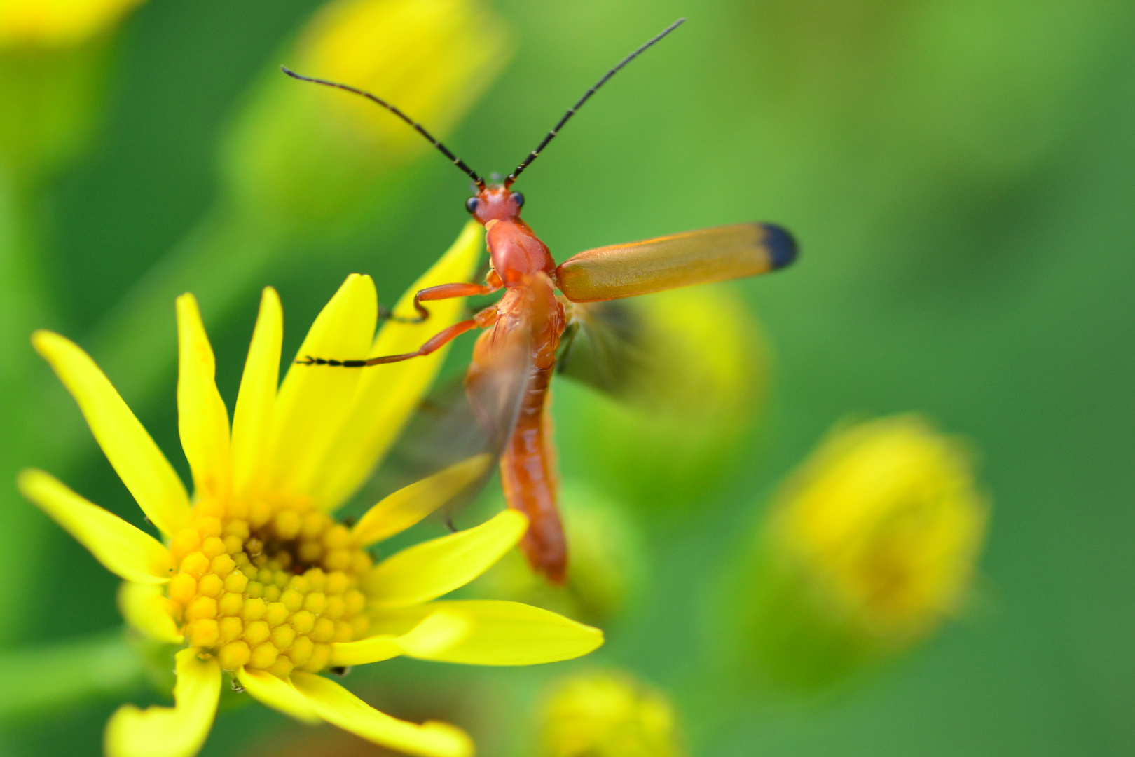 Cantharis livida - Der Variable Weichkäfer