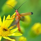 Cantharis livida - Der Variable Weichkäfer