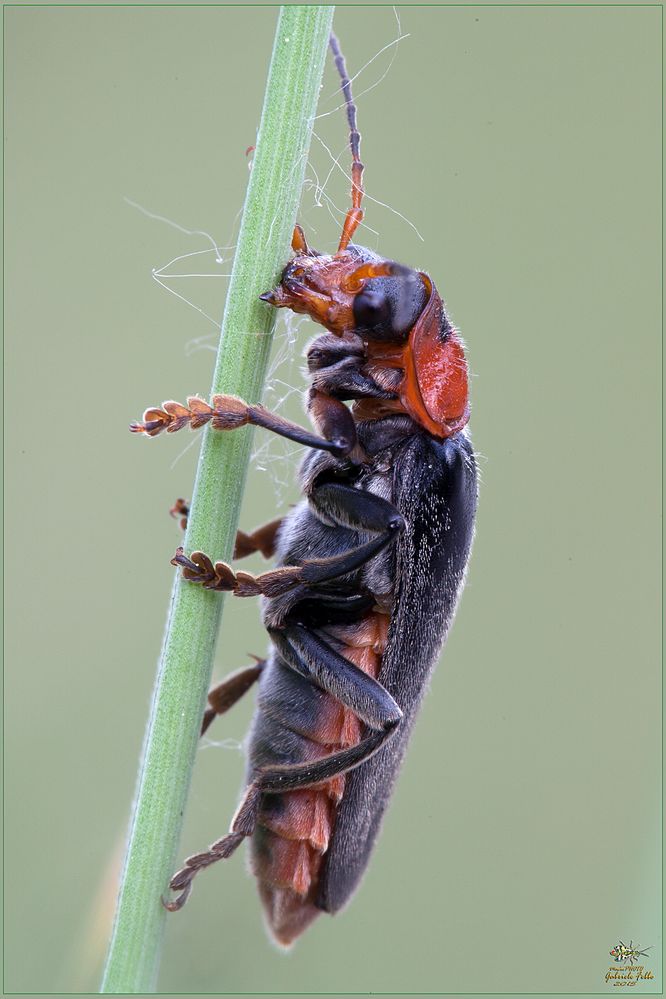 Cantharis livida ( Linnaeus, 1758 )