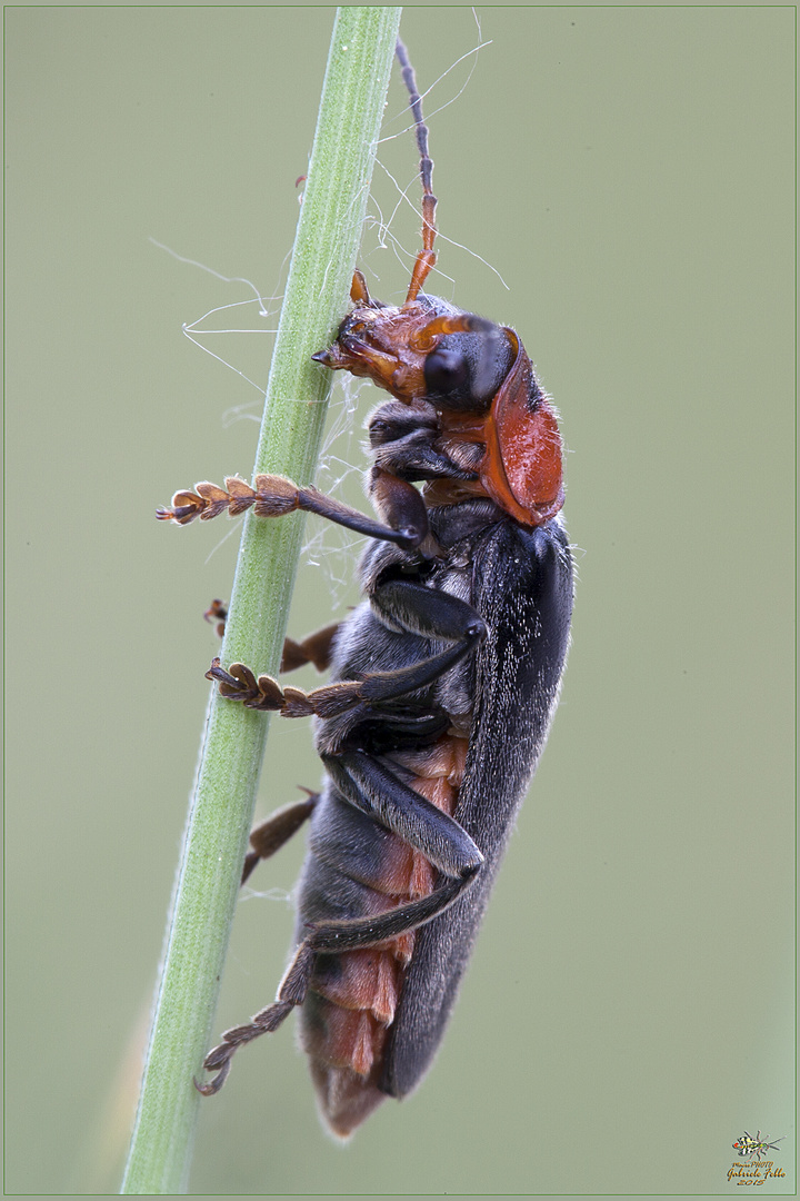 Cantharis livida ( Linnaeus, 1758 )