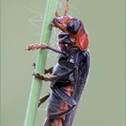 Cantharis livida ( Linnaeus, 1758 )