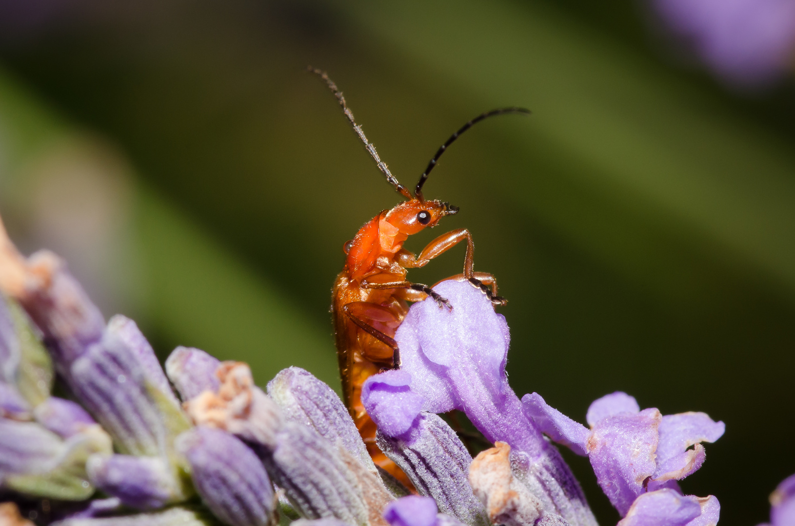 Cantharis livida (Soldier Beetle)