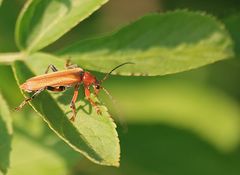 Cantharis livida - Weichkäfer