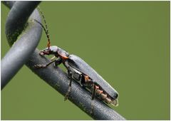 Cantharis obscura, Dunkler Weichkäfer