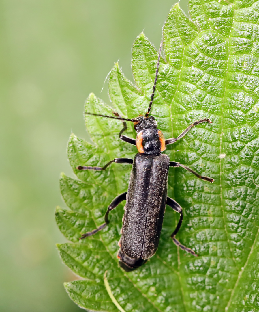 Cantharis obscura,paradoxa