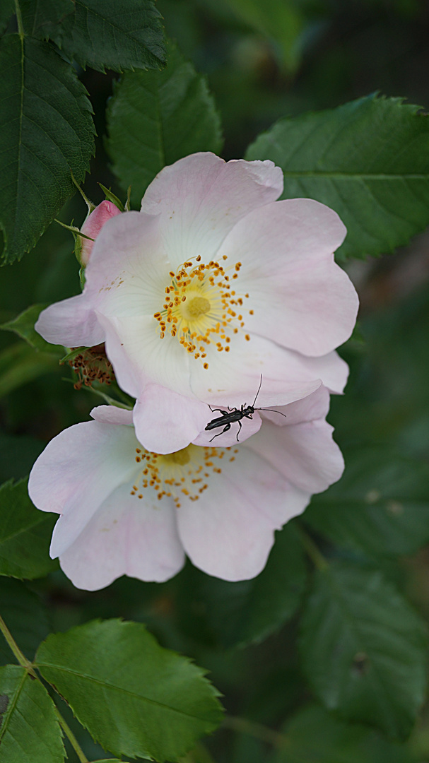 cantharis pagana sur l eglantier