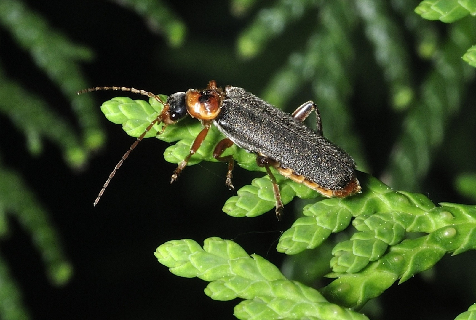 Cantharis pellucida?