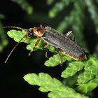 Cantharis pellucida?