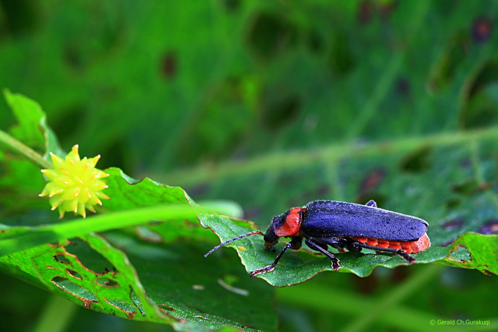 Cantharis pellucida