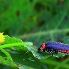 Cantharis pellucida