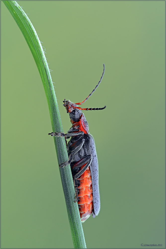 Cantharis rustica