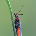 Cantharis rustica