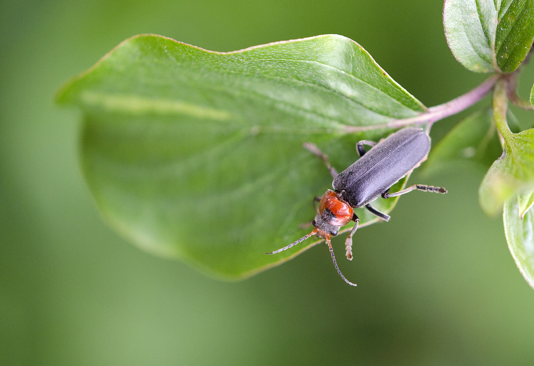 Cantharis rustica