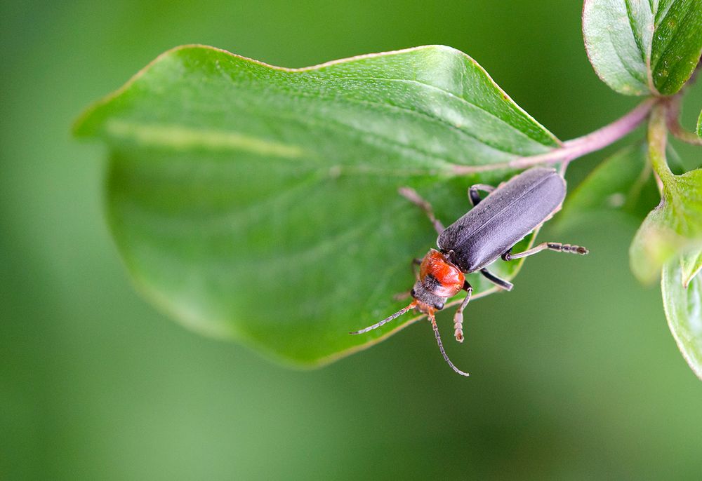 Cantharis rustica