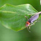 Cantharis rustica