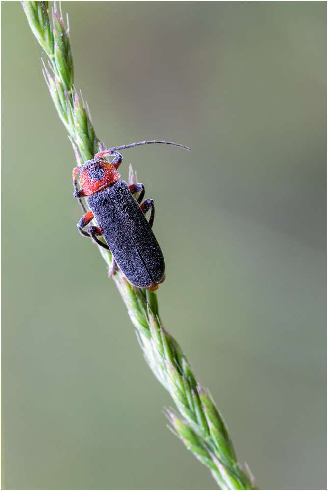 Cantharis rustica