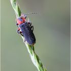 Cantharis rustica