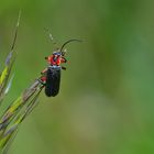 Cantharis rustica