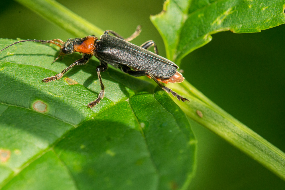 Cantharis rustica