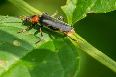 Cantharis rustica