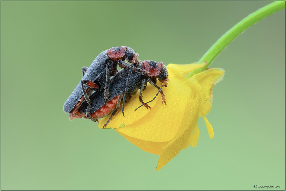 Cantharis rustica (accoppiamento)