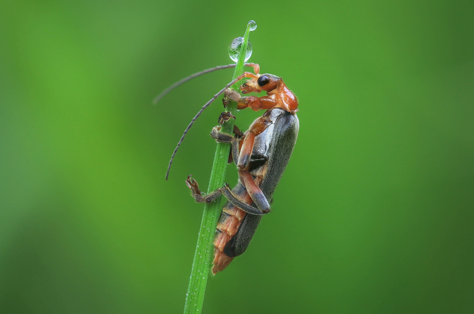 Cantharis rustica