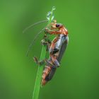 Cantharis rustica