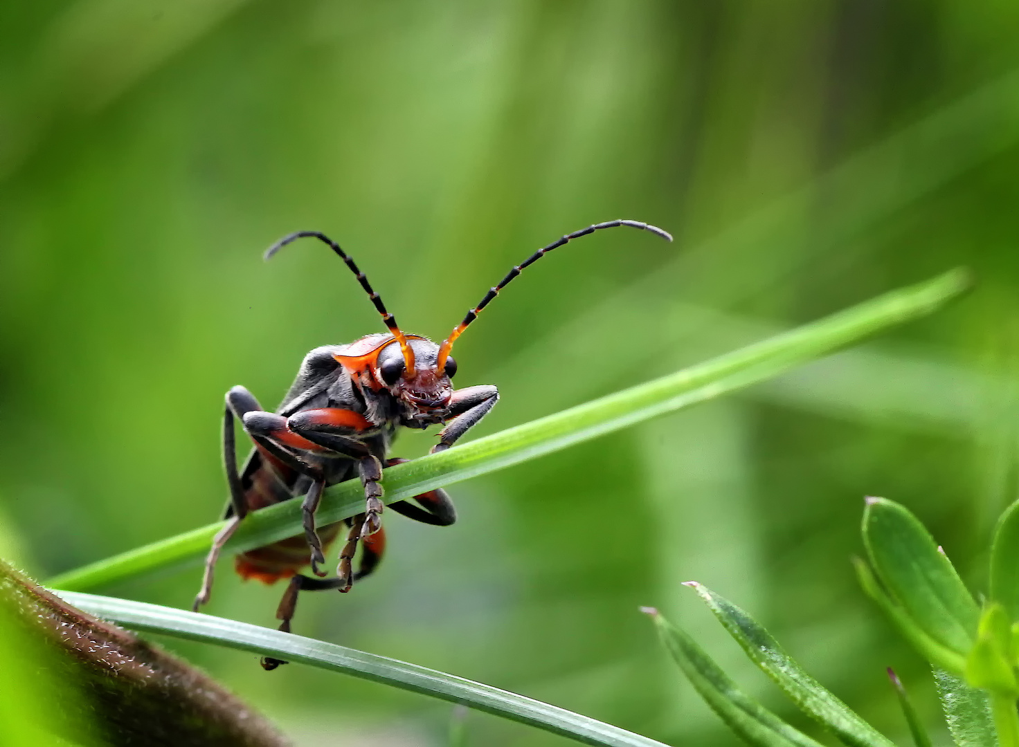 Cantharis rustica