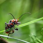 Cantharis rustica