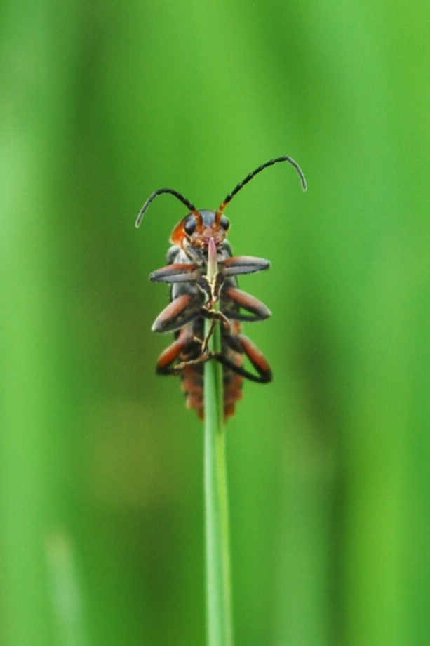 Cantharis rustica-gemeiner Weichkäfer