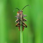 Cantharis rustica-gemeiner Weichkäfer