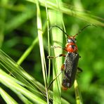 Cantharis rustica - Weichkäfer