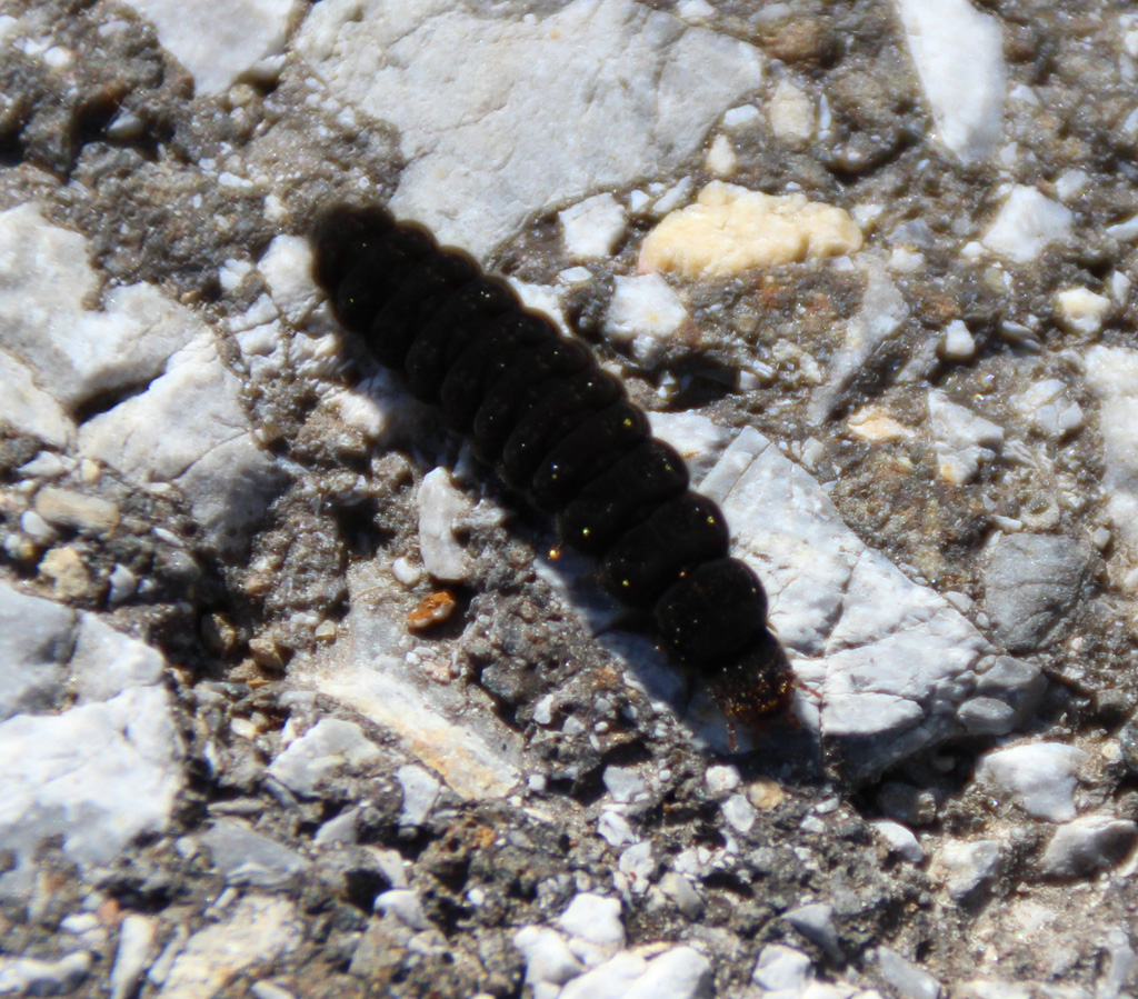 Cantharis - Weichkäfer  Larve, Raupe, whatever