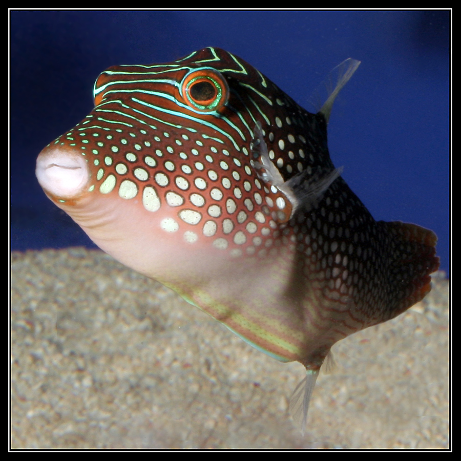 Canthigaster solandri