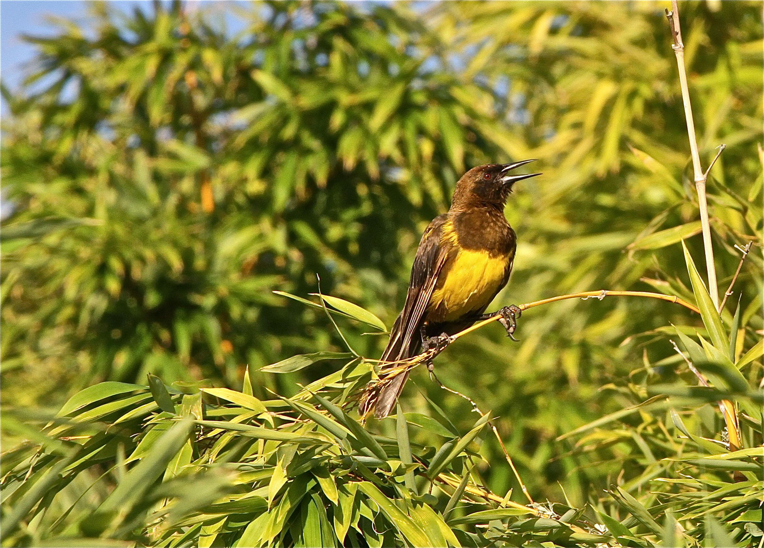 Canto de la mañana