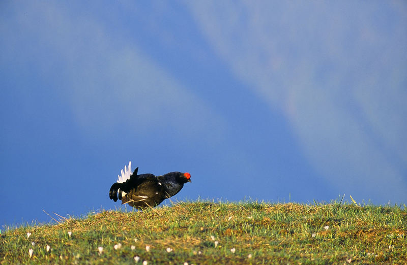 Canto di primavera....