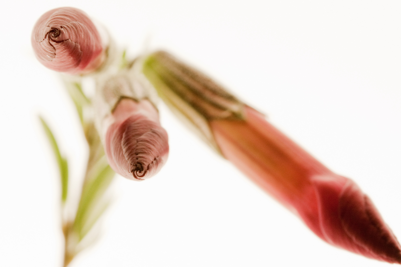 Cantua buxifolia