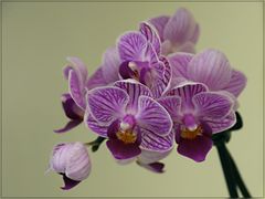 Canty Stripe (Phanaelopsis)