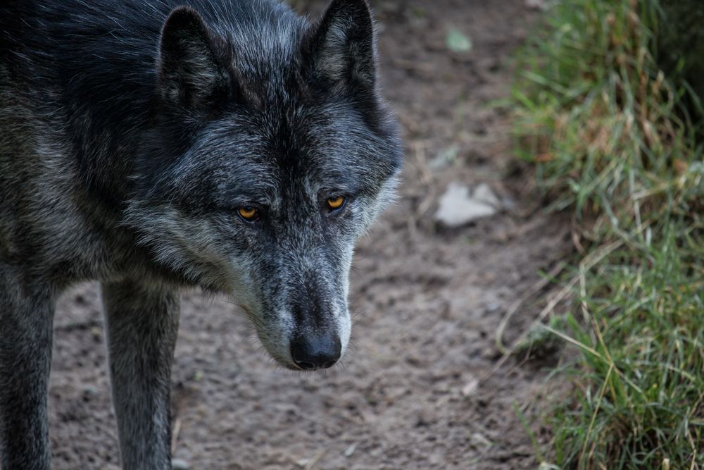 canus lupus