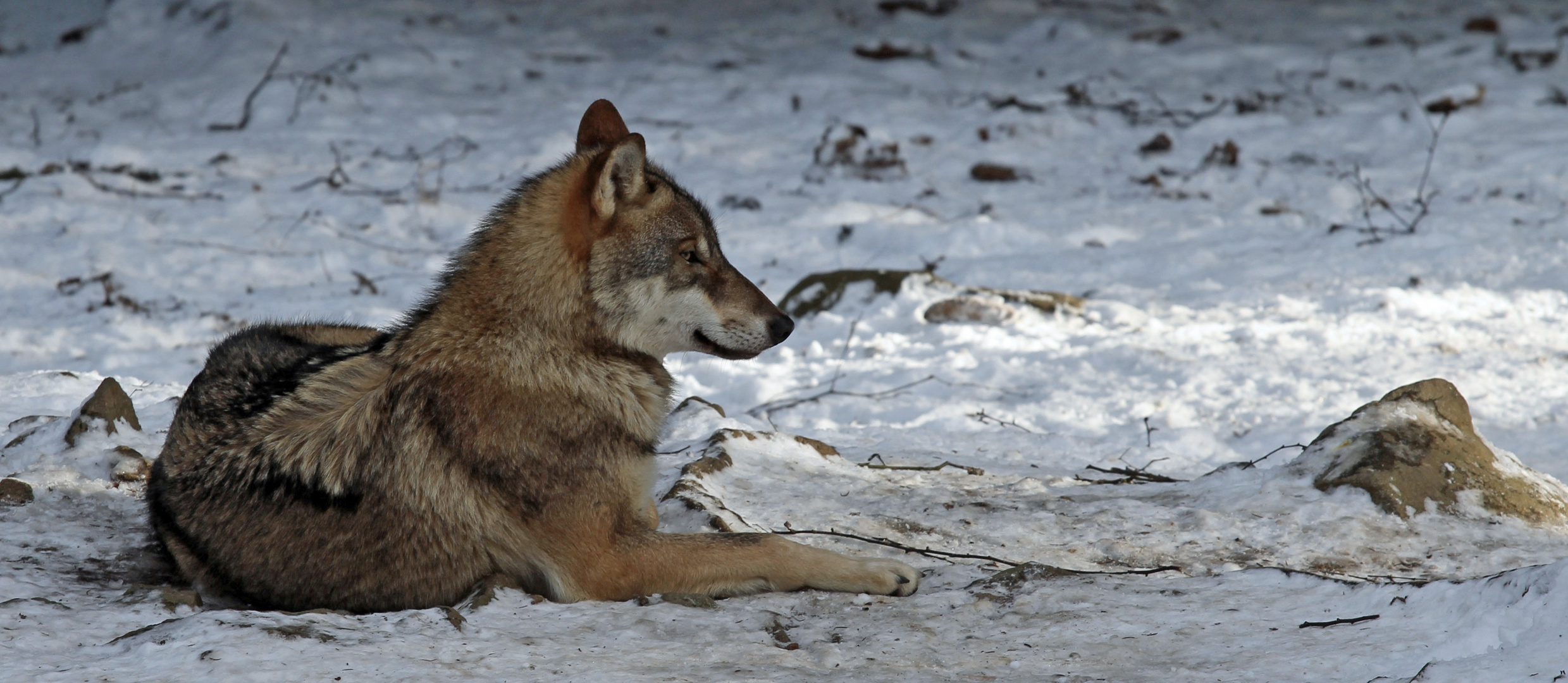 Canus Lupus