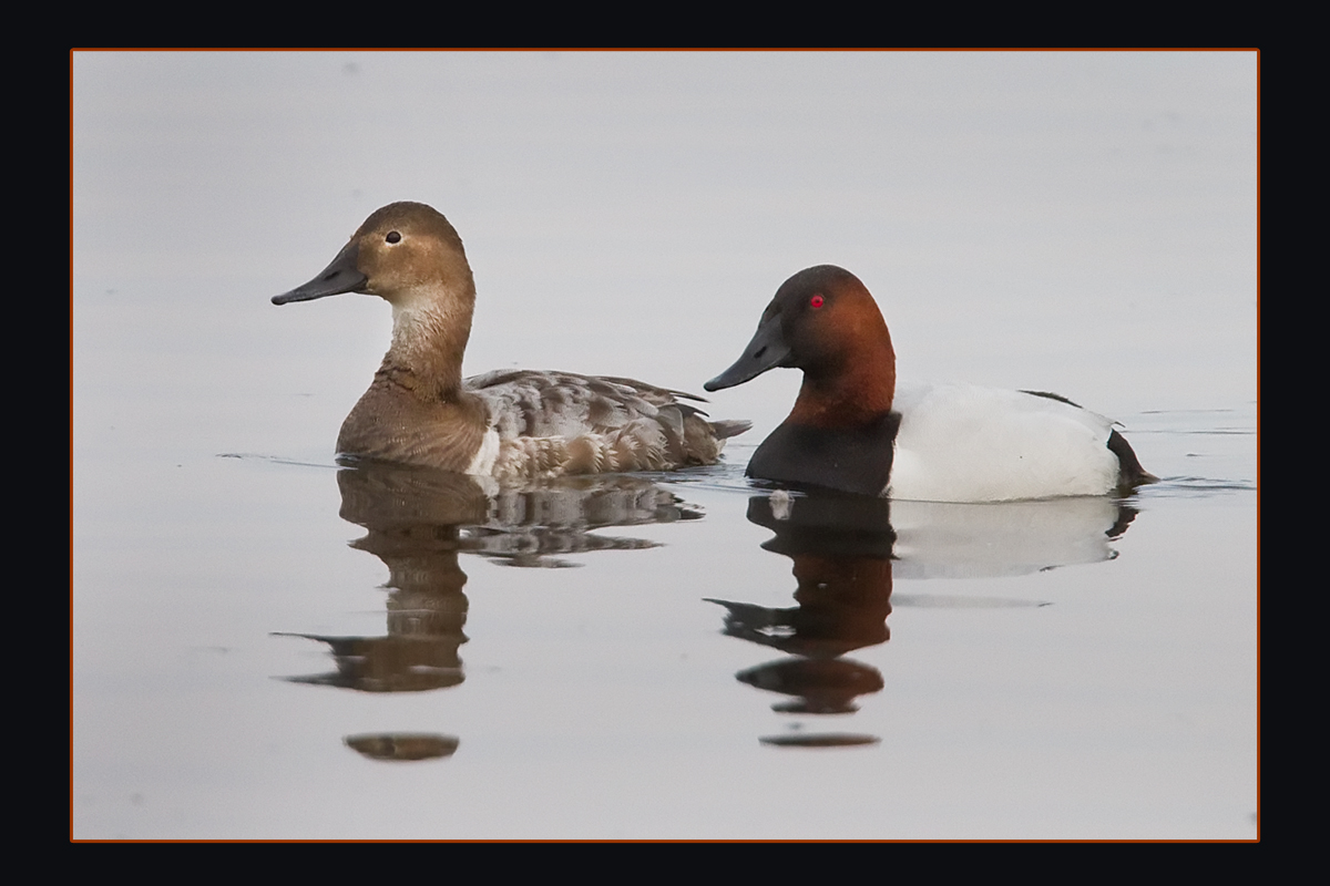 Canvasbacks 3