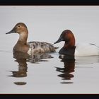 Canvasbacks 3