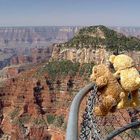 Canyon Bears at North Rim