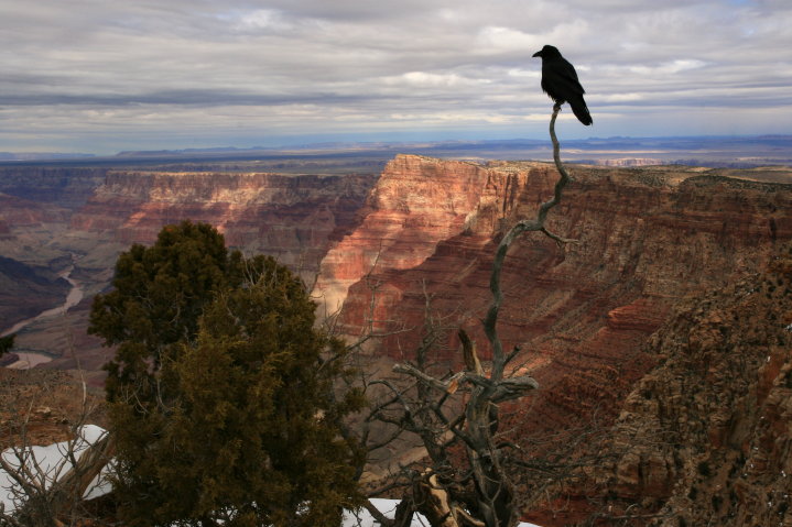 Canyon Bird