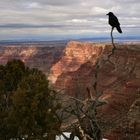 Canyon Bird