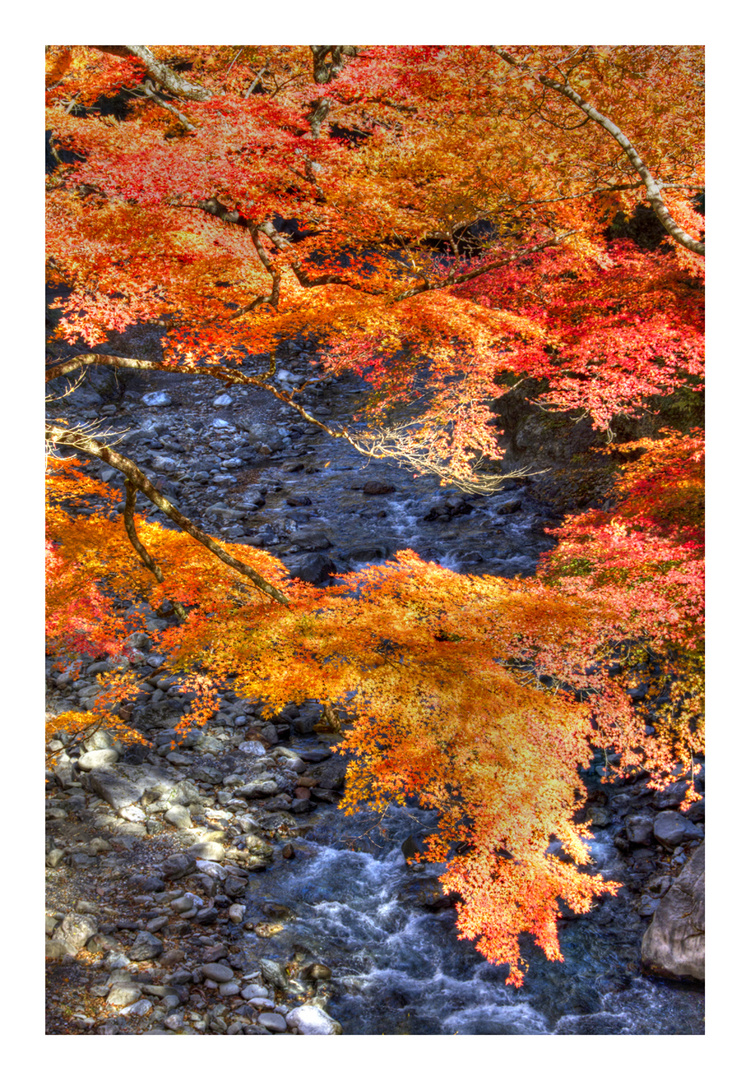 Canyon in the fall